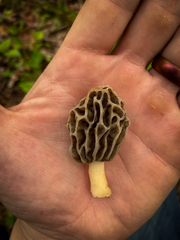 Morchella diminutiva