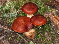 Suillus glandulosus