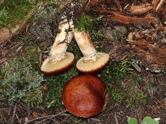 Suillus glandulosus