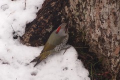 Japanese Green Woodpecker photo 3