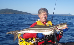 Rachycentron canadum