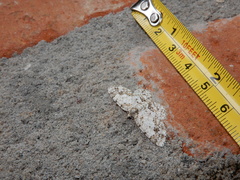 Myrioblephara