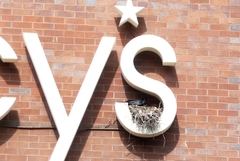 Corvus brachyrhynchos