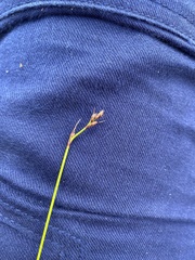 Tricostularia pauciflora