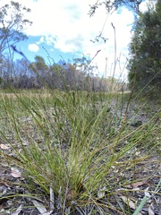 Tricostularia pauciflora