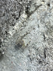 Spartaeinae