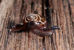 Pilula cordemoyi