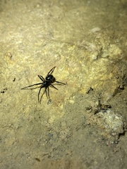 Steatoda cingulata