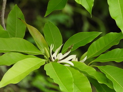Magnolia × alba