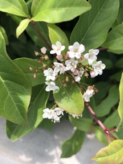Magnoliopsida