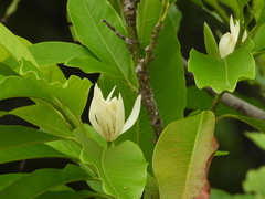 Magnolia × alba