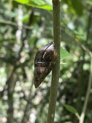 Drymaeus beyerleanus