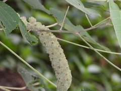 Mallotus apelta