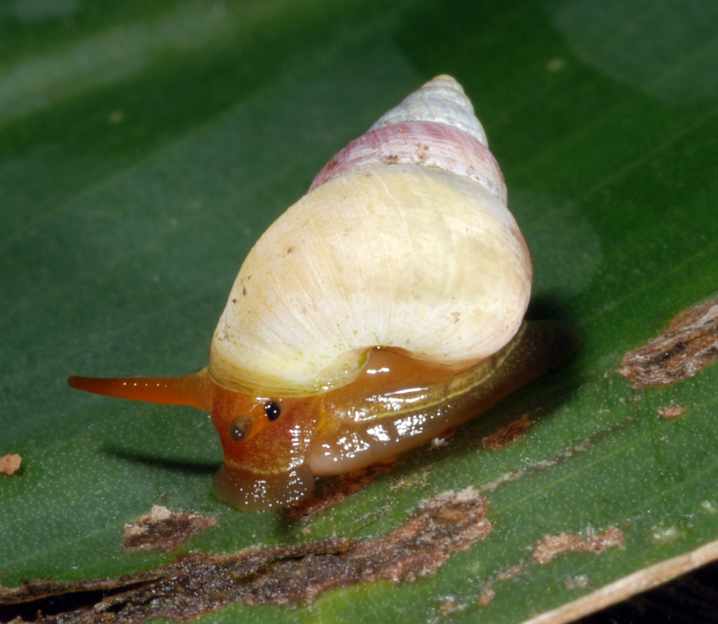Assimineidae