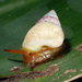 Sentinel Snails - Photo (c) John Slapcinsky, some rights reserved (CC BY-NC)