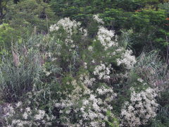 Mimosa bimucronata