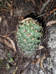 Coryphantha octacantha