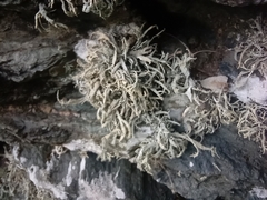 Ramalina siliquosa