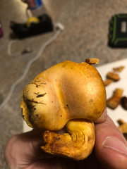 Gymnopilus subspectabilis