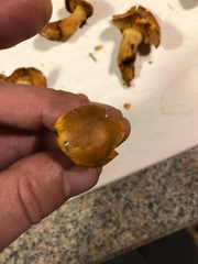 Gymnopilus subspectabilis