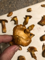 Gymnopilus subspectabilis