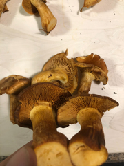 Gymnopilus subspectabilis