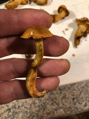 Gymnopilus subspectabilis