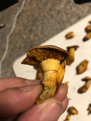 Gymnopilus subspectabilis