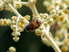 Copestylum macrocephalum