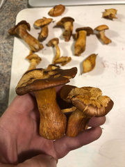 Gymnopilus subspectabilis