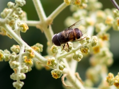 Copestylum macrocephalum