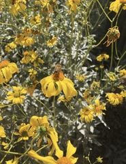 Apis mellifera