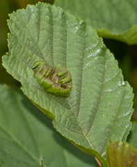 Taphrina tosquinetii