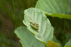 Taphrina tosquinetii