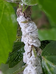 Phenacoccus solenopsis