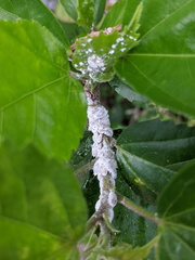 Phenacoccus solenopsis