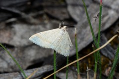 Scopula lydia