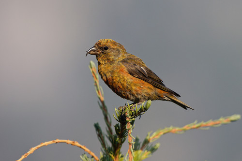 Red Crossbill, photo 10 of 10
