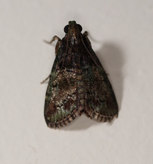 Orthaga atribasalis