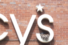 Corvus brachyrhynchos