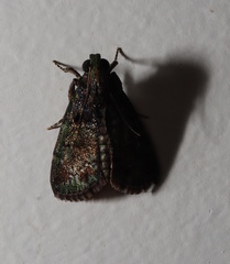 Orthaga atribasalis