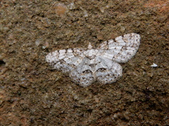 Myrioblephara