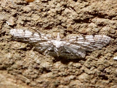 Myrioblephara