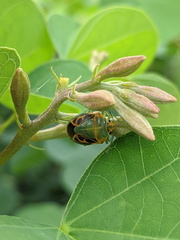 Antestiopsis cederwaldi