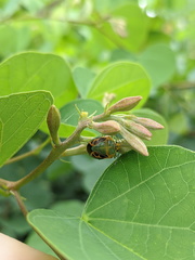 Antestiopsis cederwaldi