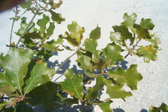 Quercus × bushii