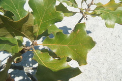 Quercus × bushii