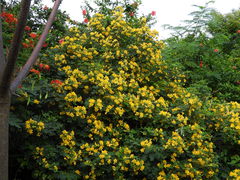 Senna bicapsularis