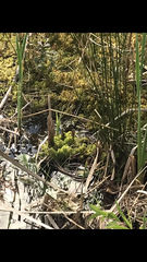 Lysimachia thyrsiflora