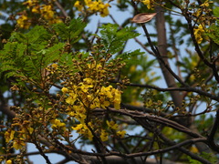 Senna surattensis